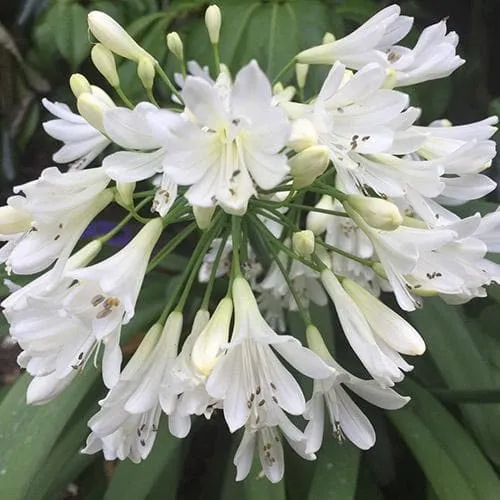 Agapanthus Arctic Star