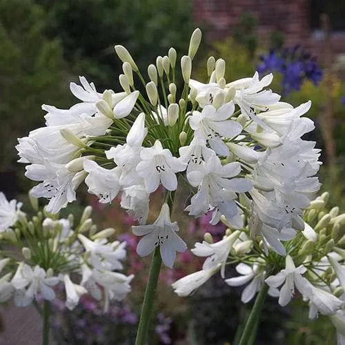 Agapanthus Arctic Star