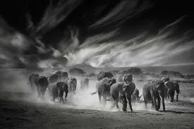 Etosha Elephants